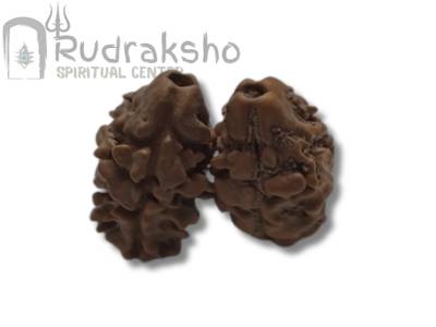 2 Mukhi Rudraksha from Nepal